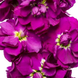 Matthiola Milla Blue 