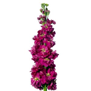 Matthiola Milla Deep Rose