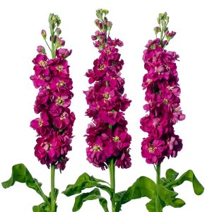 Matthiola Milla Deep Rose  