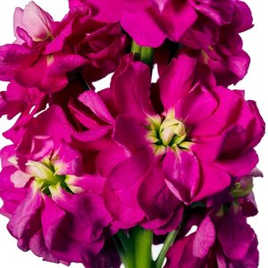 Matthiola Milla Deep Rose 