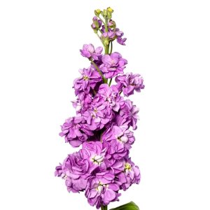 Matthiola Milla Lavender