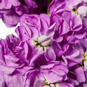 Matthiola Milla Lavender 