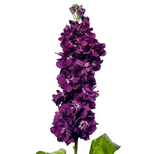 Matthiola Milla Aubergine