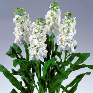 Matthiola Noble White