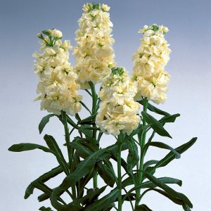 Matthiola Noble Cream Yellow