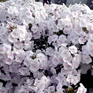 Phlox hybrida Fashionably Early Crystal