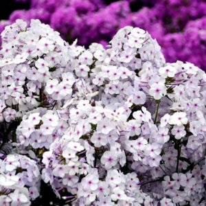 Phlox hybrida Fashionably Early Lavender Ice