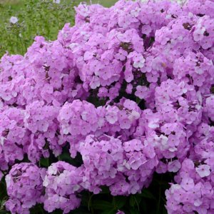 Phlox hybrida Fashionably Early Princess