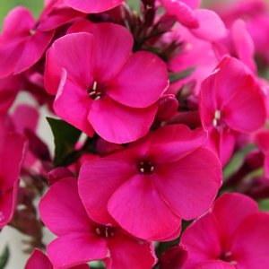 Phlox paniculata Younique Cerise