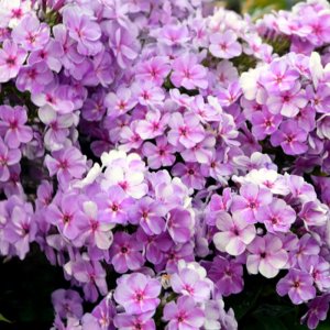 Phlox paniculata Younique Mauve