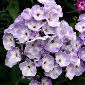 Phlox paniculata Younique Old Blue