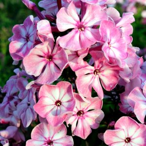 Phlox paniculata Younique Old Pink