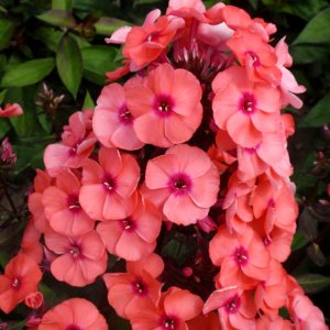 Phlox paniculata Younique Orange