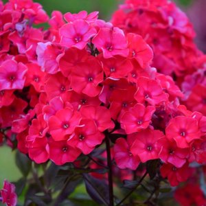 Phlox paniculata Younique Red