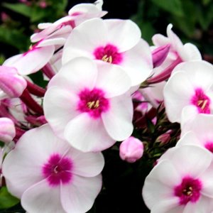 Phlox paniculata Younique Trendy