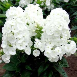 Phlox paniculata Younique White