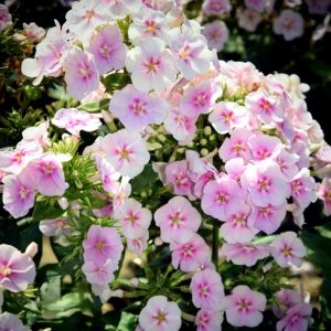 Phlox paniculata Younique Bicolour