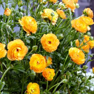 Ranunculus Rococo Peach