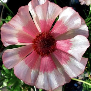 Ranunculus Rococo Pink Bicolour