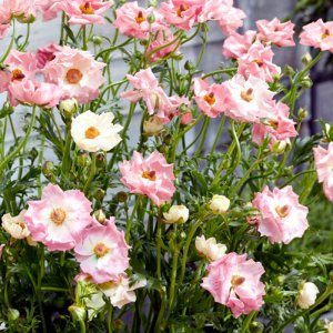 Ranunculus Rococo Pink