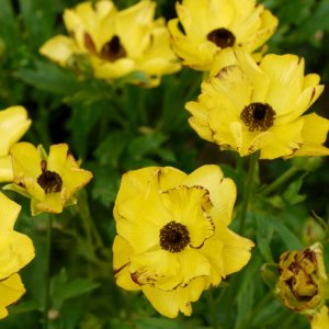 Ranunculus Rococo Yellow