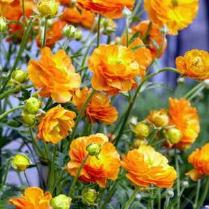 Ranunculus Rococo Orange