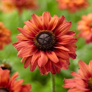 Rudbeckia Enchanted Romance