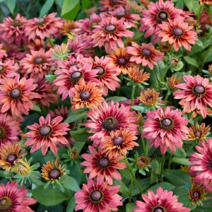 Rudbeckia Enchanted Ruby Crush