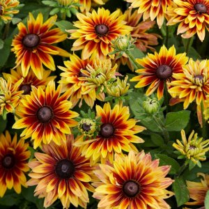 Rudbeckia Enchanted Starfire