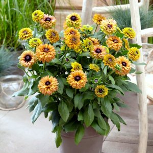 Rudbeckia Enchanted Summer Sunset