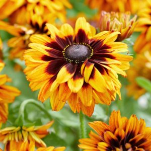 Rudbeckia Enchanted Sunburst