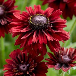 Rudbeckia Enchanted Velvet Flame