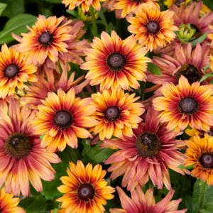 Rudbeckia Enchanted Embers