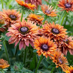 Rudbeckia Enchanted Flame