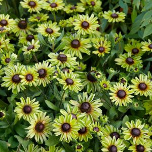 Rudbeckia Enchanted Forest