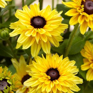 Rudbeckia Enchanted Glow