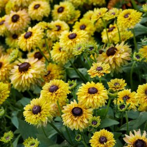 Rudbeckia Enchanted Honey Gold