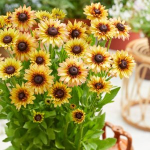 Rudbeckia Enchanted Peach Melba