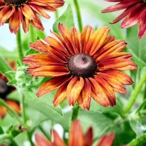 Rudbeckia Enchanted Prairie Sunset