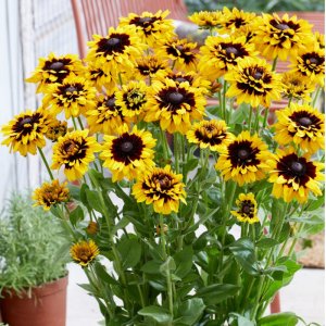 Rudbeckia Enchanted Cosmic Eye