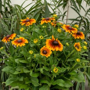 Rudbeckia SmileyZ Big Kiss