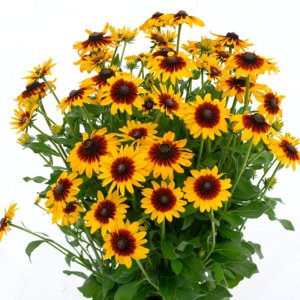 Rudbeckia SmileyZ Big Love