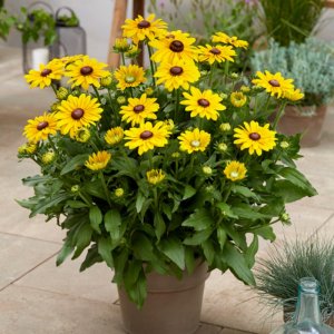 Rudbeckia SmileyZ Big Luck