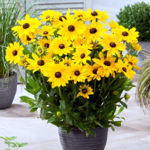 Rudbeckia SmileyZ Big Sun