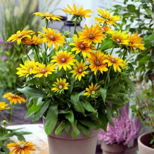 Rudbeckia SmileyZ Big Joy