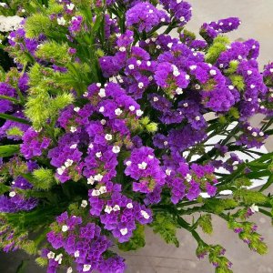 Limonium Hipster Blue