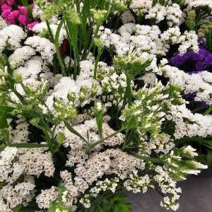 Limonium Hipster White