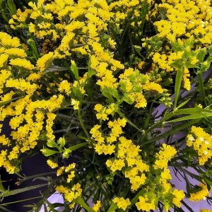 Limonium Hipster Yellow