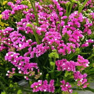 Limonium Hipster Rose