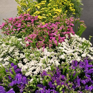 Limonium Hipster Mix